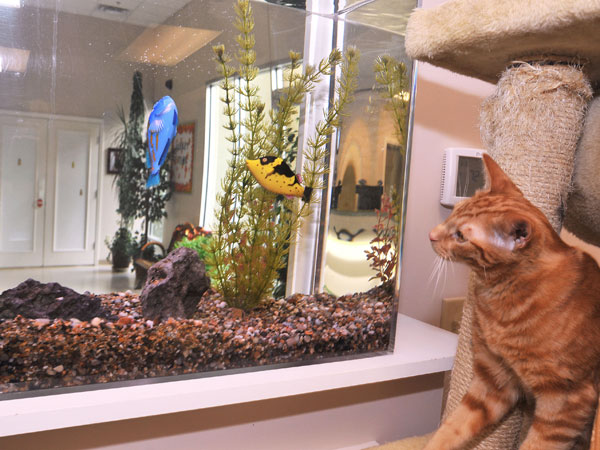 Cat watching fish in aquarium
