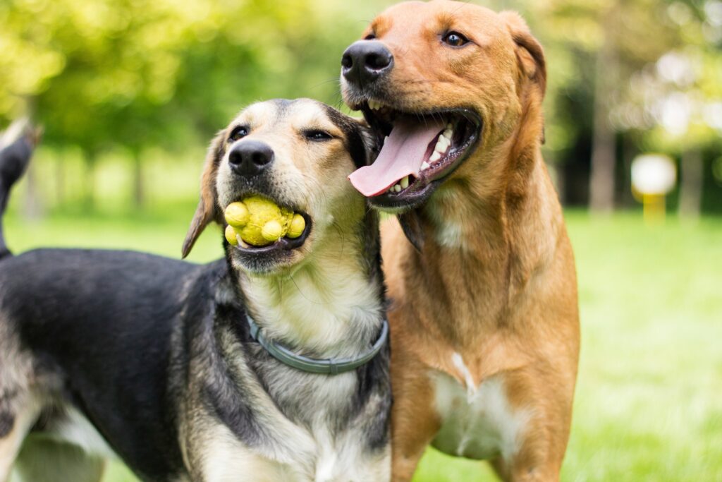 Two dogs playing together with a yellow toy for benefits of boarding your dog blog.