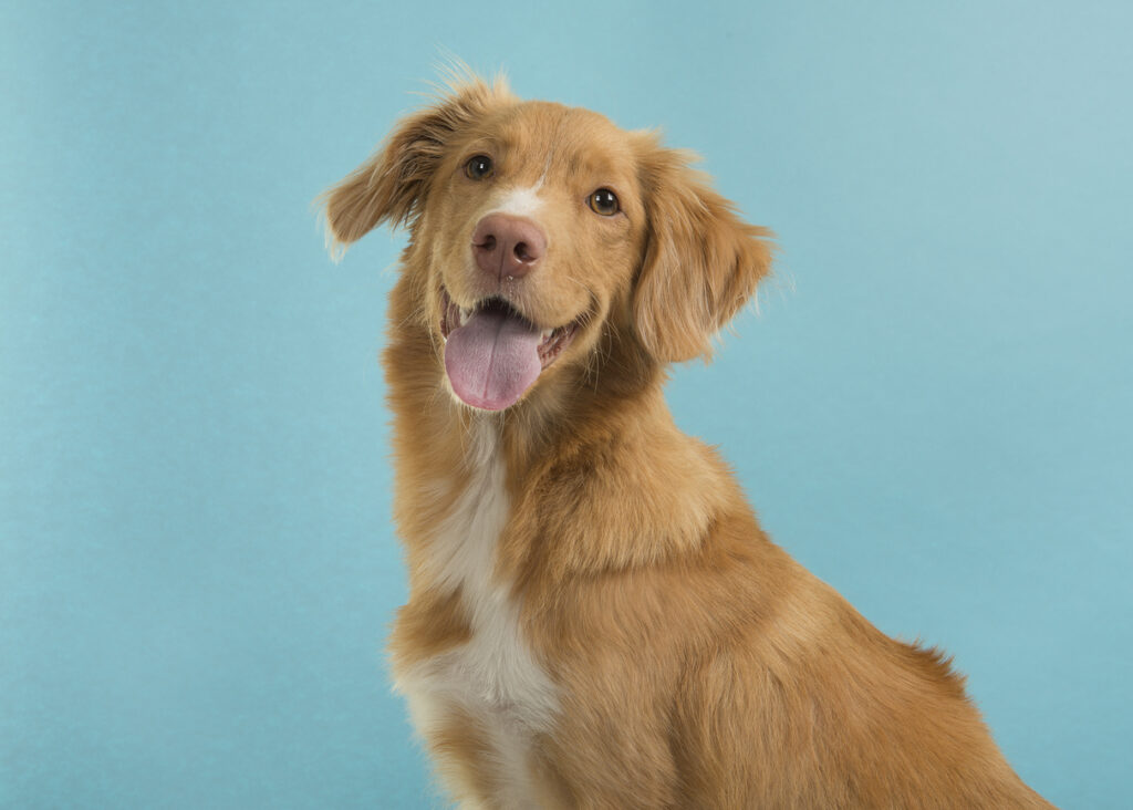 A happy retriever dog smiling on a blue background for best dog boarding blog